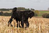 BOUVIER DES FLANDRES 231